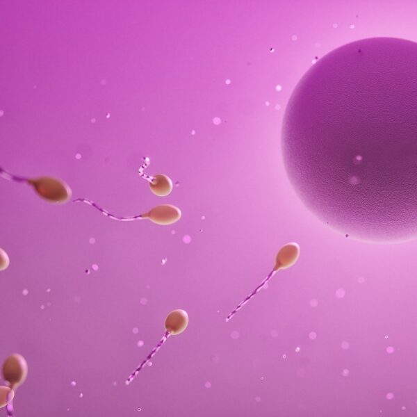 ovum, sperm, fertilization